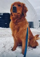 Gray boy, a male Golden Retriever for sale in Gouverneur, NY – Photo 6 of 7