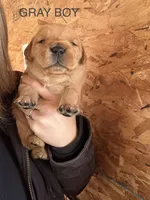 Gray boy, a male Golden Retriever for sale in Gouverneur, NY – Photo 2 of 7