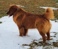 Gray boy, a male Golden Retriever for sale in Gouverneur, NY – Photo 4 of 7