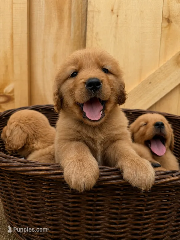Black collar boy – Golden Retriever puppy for sale in Gouverneur, NY