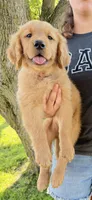 Orange boy, a male Golden Retriever for sale in Gouverneur, NY – 2 of 10