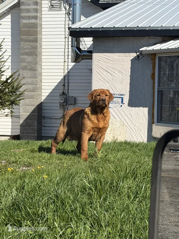 Merica and Chap – Labrador Retriever puppy for sale in Gouverneur, NY