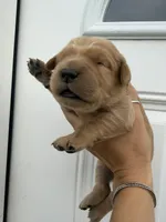 Navy Blue boy, a male Golden Retriever for sale in Gouverneur, NY – 2 of 3