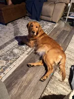 Hazel, a female Golden Retriever for sale in Gouverneur, NY – 1 of 3