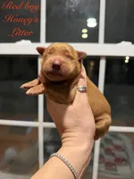 White collar boy, a male Golden Retriever for sale in Gouverneur, NY – Photo 4 of 6