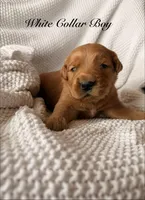 White collar boy, a male Golden Retriever for sale in Gouverneur, NY – Photo 1 of 6