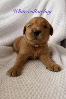White collar boy, a male Golden Retriever for sale in Gouverneur, NY – Photo 2 of 6