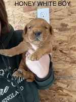 White collar boy, a male Golden Retriever for sale in Gouverneur, NY – Photo 3 of 6