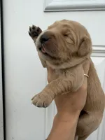 White girl, a female Golden Retriever for sale in Gouverneur, NY – 3 of 4