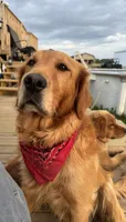 Hazel, a female Golden Retriever for sale in Gouverneur, NY – 2 of 3