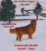 Orange boy, a male Golden Retriever for sale in Gouverneur, NY – 4 of 7