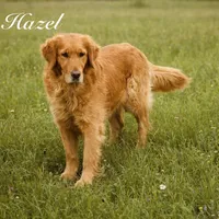 Green girl, a male Golden Retriever for sale in Gouverneur, NY – Photo 5 of 9