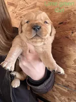 Green girl, a male Golden Retriever for sale in Gouverneur, NY – Photo 2 of 9