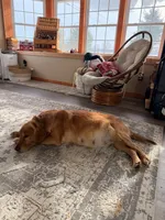 Green girl, a male Golden Retriever for sale in Gouverneur, NY – Photo 7 of 9