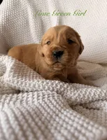 Green girl, a male Golden Retriever for sale in Gouverneur, NY – Photo 1 of 9