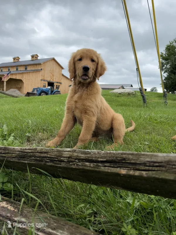 Orange boy – Golden Retriever puppy for sale in Gouverneur, NY