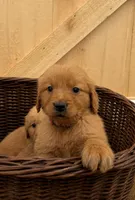Red girl , a female Golden Retriever for sale in Gouverneur, NY – 3 of 10