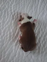 Unknown , a female Chihuahua for sale in Broken Arrow, OK – Photo 2 of 2