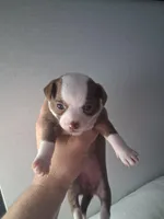 Lucy , a female Chihuahua for sale in Broken Arrow, OK – Photo 3 of 6