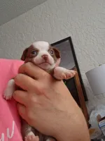 Lucy , a female Chihuahua for sale in Broken Arrow, OK – Photo 4 of 6