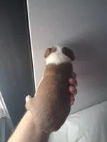 Lucy , a female Chihuahua for sale in Broken Arrow, OK – Photo 6 of 6