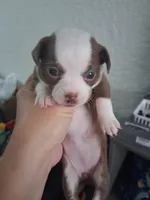 Lucy , a female Chihuahua for sale in Broken Arrow, OK – Photo 5 of 6