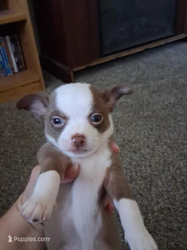 Lucy  – Chihuahua puppy for sale in Broken Arrow, OK