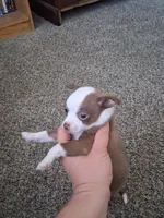 Lucy , a female Chihuahua for sale in Broken Arrow, OK – Photo 2 of 6