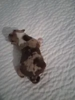 Unknown , a male Chihuahua for sale in Broken Arrow, OK – Photo 3 of 5