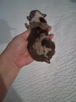 Unknown , a male Chihuahua for sale in Broken Arrow, OK – Photo 4 of 5