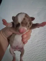 Unknown , a male Chihuahua for sale in Broken Arrow, OK – Photo 2 of 5