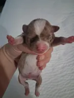 Unknown , a male Chihuahua for sale in Broken Arrow, OK – Photo 1 of 5