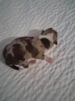 Unknown , a male Chihuahua for sale in Broken Arrow, OK – Photo 5 of 5