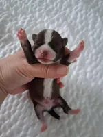 Unknown , a male Chihuahua for sale in Broken Arrow, OK – Photo 1 of 4