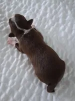 Unknown , a male Chihuahua for sale in Broken Arrow, OK – Photo 4 of 4