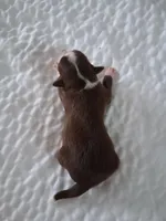 Unknown , a male Chihuahua for sale in Broken Arrow, OK – Photo 2 of 4