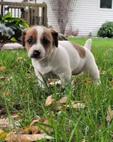 Bella, a female Jack Russell Terrier for sale in Goshen, IN – 2 of 5