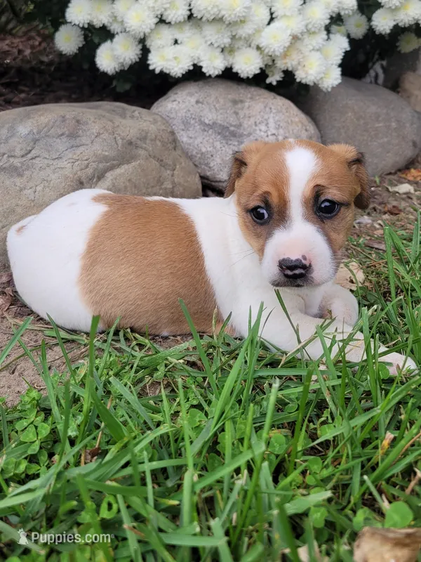 Bella – Jack Russell Terrier puppy for sale in Goshen, IN