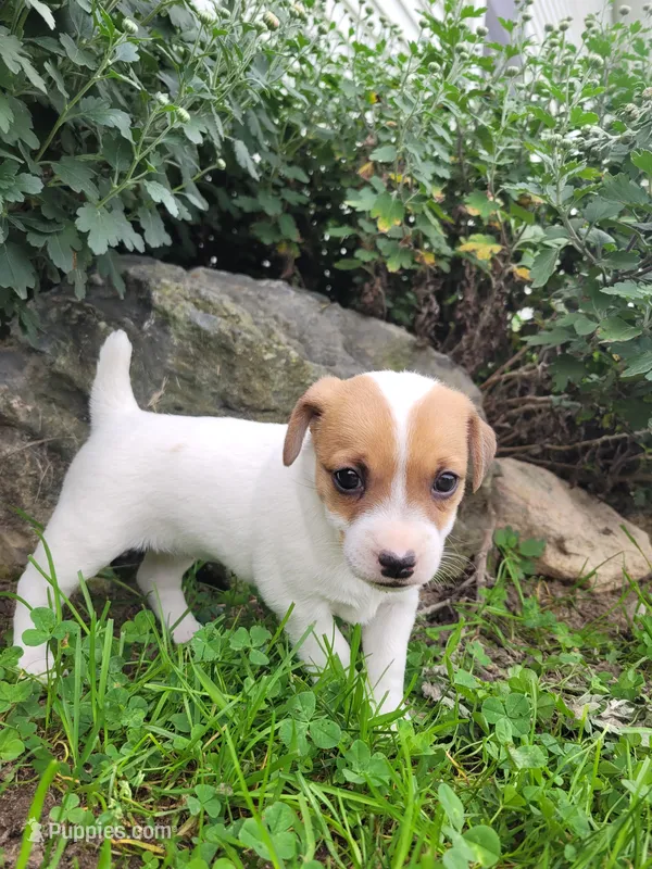 Daisy – Jack Russell Terrier puppy for sale in Goshen, IN