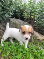 Daisy, a female Jack Russell Terrier for sale in Goshen, IN – 1 of 3