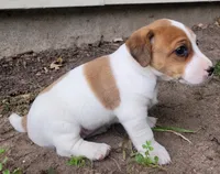 Lola, a female Jack Russell Terrier for sale in Goshen, IN – 2 of 4