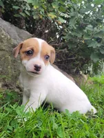 Daisy, a female Jack Russell Terrier for sale in Goshen, IN – 3 of 3