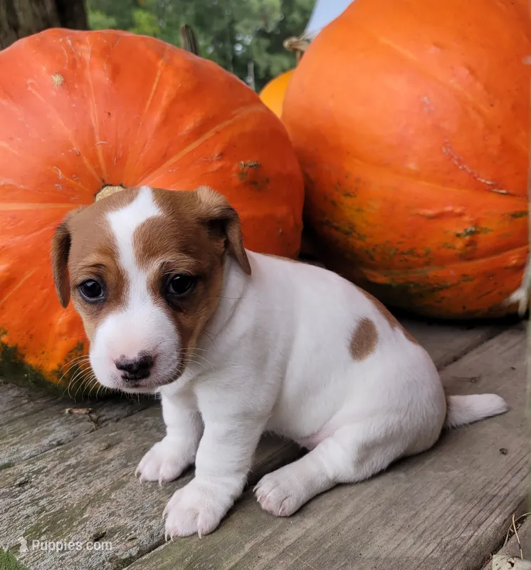 Lola – Jack Russell Terrier puppy for sale in Goshen, IN