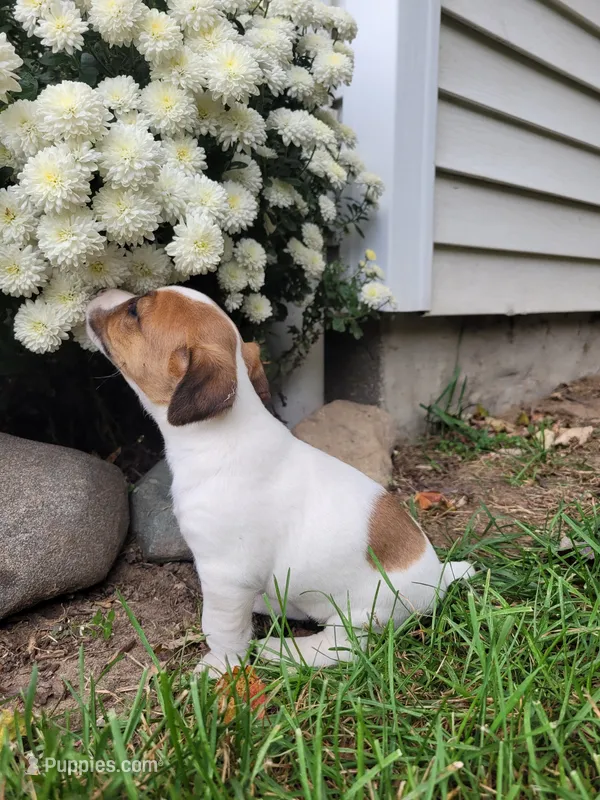 Bella – Jack Russell Terrier puppy for sale in Goshen, IN
