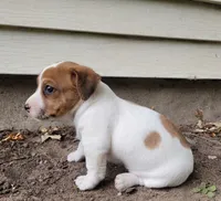 Lola, a female Jack Russell Terrier for sale in Goshen, IN – 4 of 4