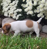 Bella, a female Jack Russell Terrier for sale in Goshen, IN – 3 of 5