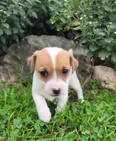Daisy, a female Jack Russell Terrier for sale in Goshen, IN – 2 of 3