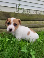 Lola, a female Jack Russell Terrier for sale in Goshen, IN – 3 of 4
