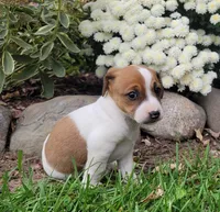Bella, a female Jack Russell Terrier for sale in Goshen, IN – 5 of 5