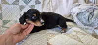 Windy, a male Miniature Dachshund for sale in Brenham, TX – 8 of 10